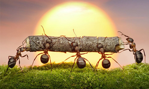 我们是“蚂蚁团队”
